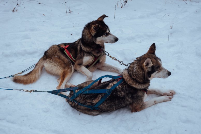 Chalet Mont Tremblant (1 of 2)