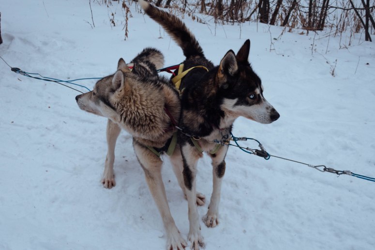 Chalet Mont Tremblant (2 of 2)